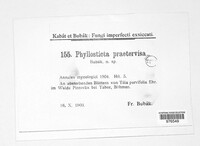 Phyllosticta praetervisa image